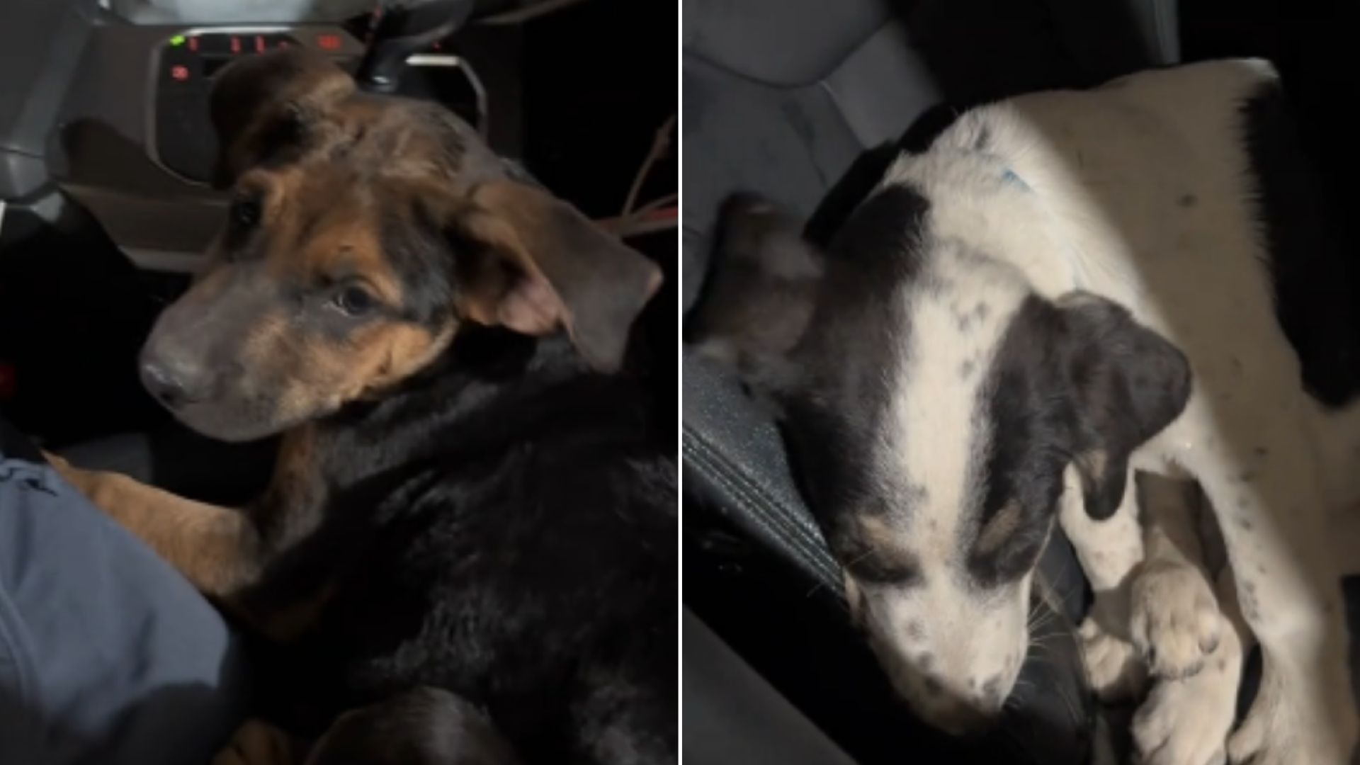 Big-Hearted Driver Simply Had To Stop The Car When He Saw 3 Helpless Puppies On Freeway