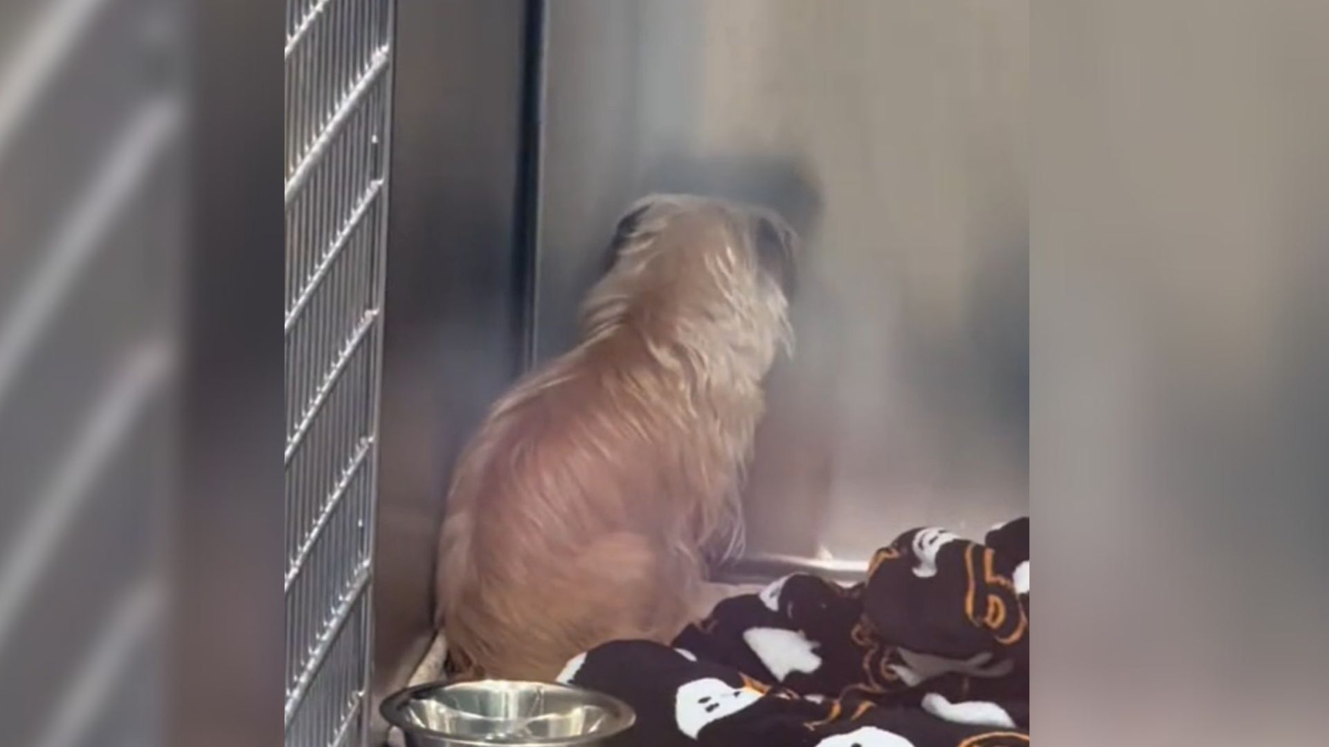 Broken-Hearted Shelter Dog Sits Facing The Wall For Hours After Giving Up Hope That Someone Will Adopt Her