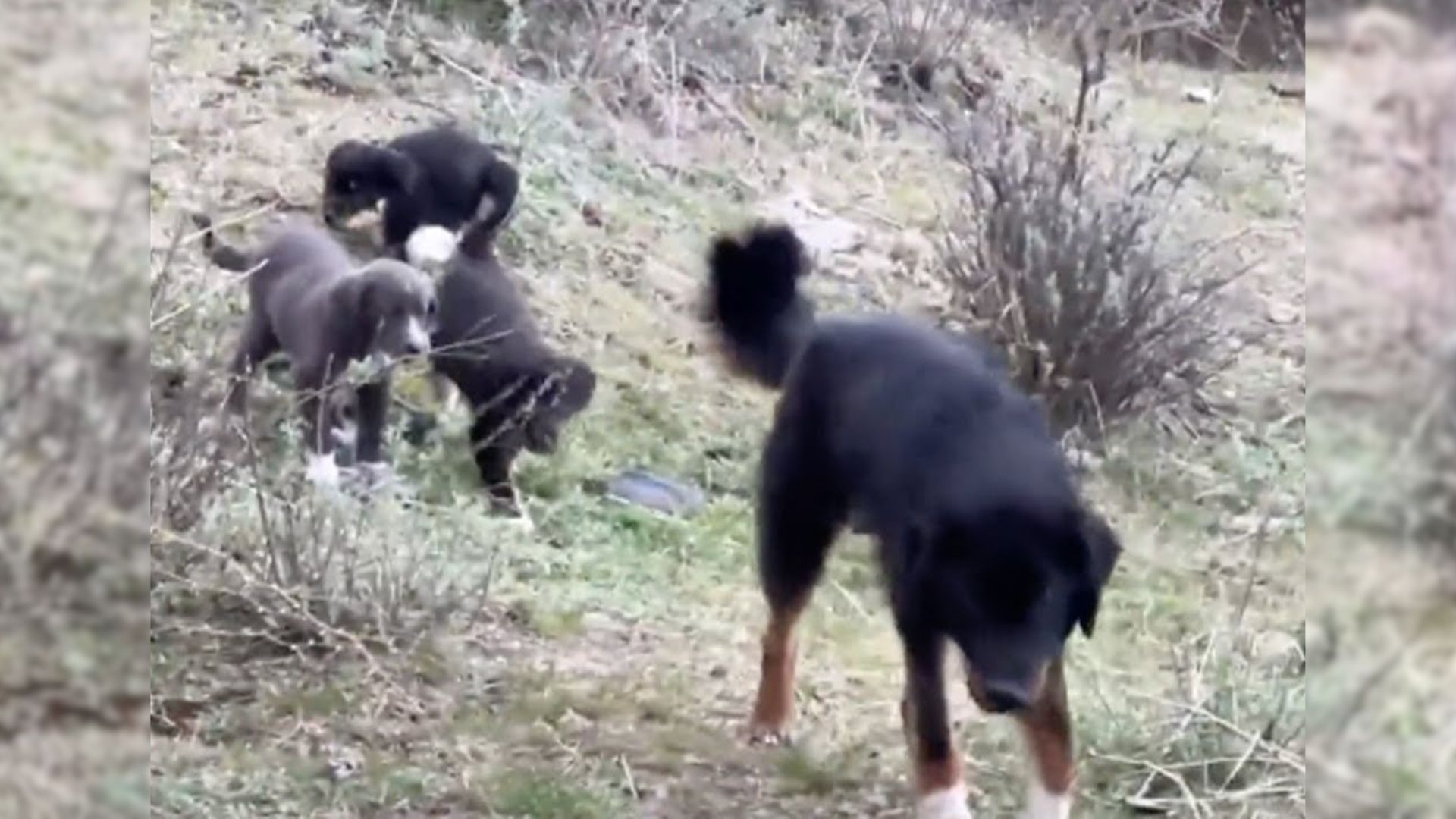 Campers Saw A Dog Family Crawling Out Of The Sewer In Search For Food So They Decided To Help