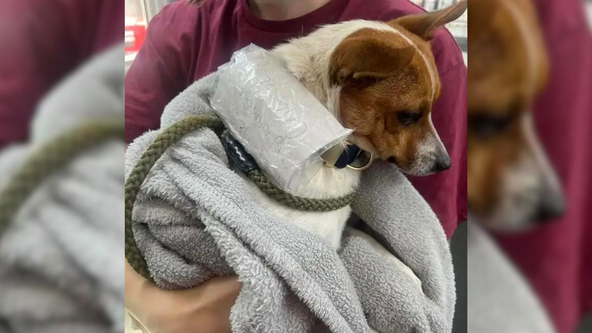 Cyclists Found A Pup In The Bushes Only To Realize There Was Something Attached To His Collar