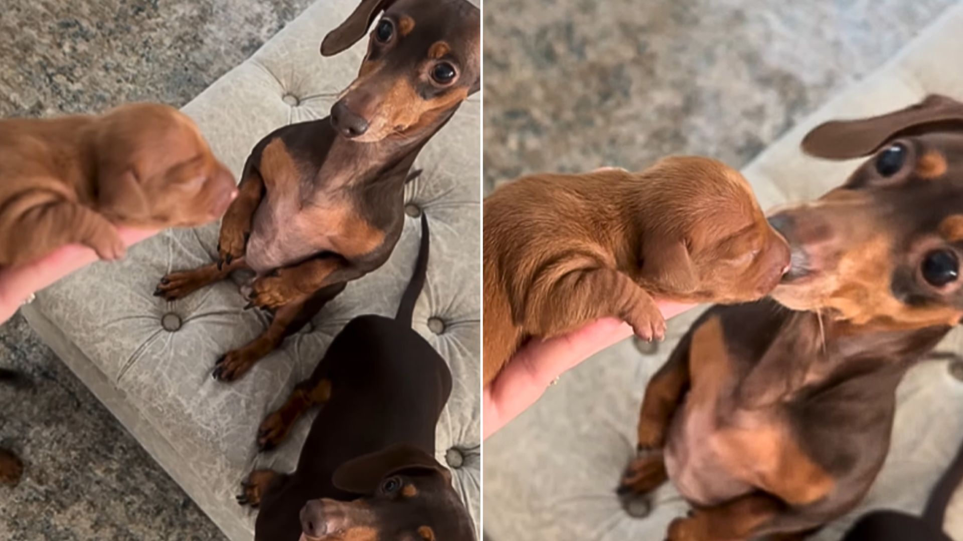 Dachshund Dad's First Meeting With His Newborn Son