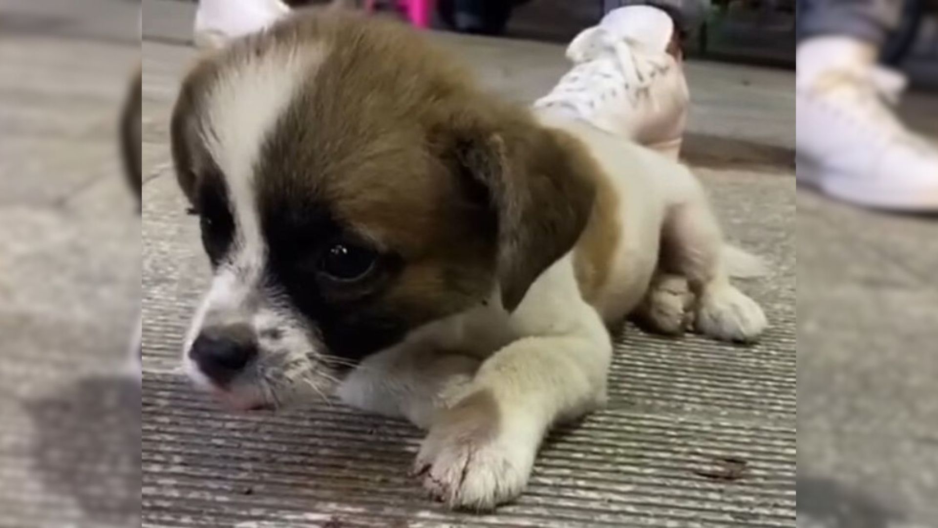 Desperate Puppy Who Was Lying Motionless On The Road Kept Crying