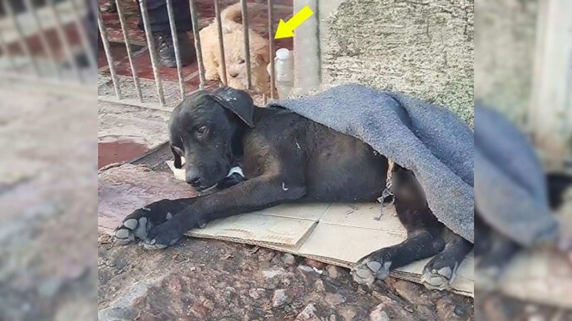 Dog Abandoned In Water Well After Severe Accident Lies Motionless For Hours