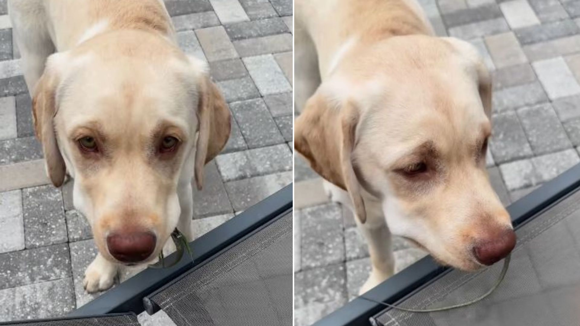 Dog Had Something In His Mouth That His Parents Were Too Afraid To Touch