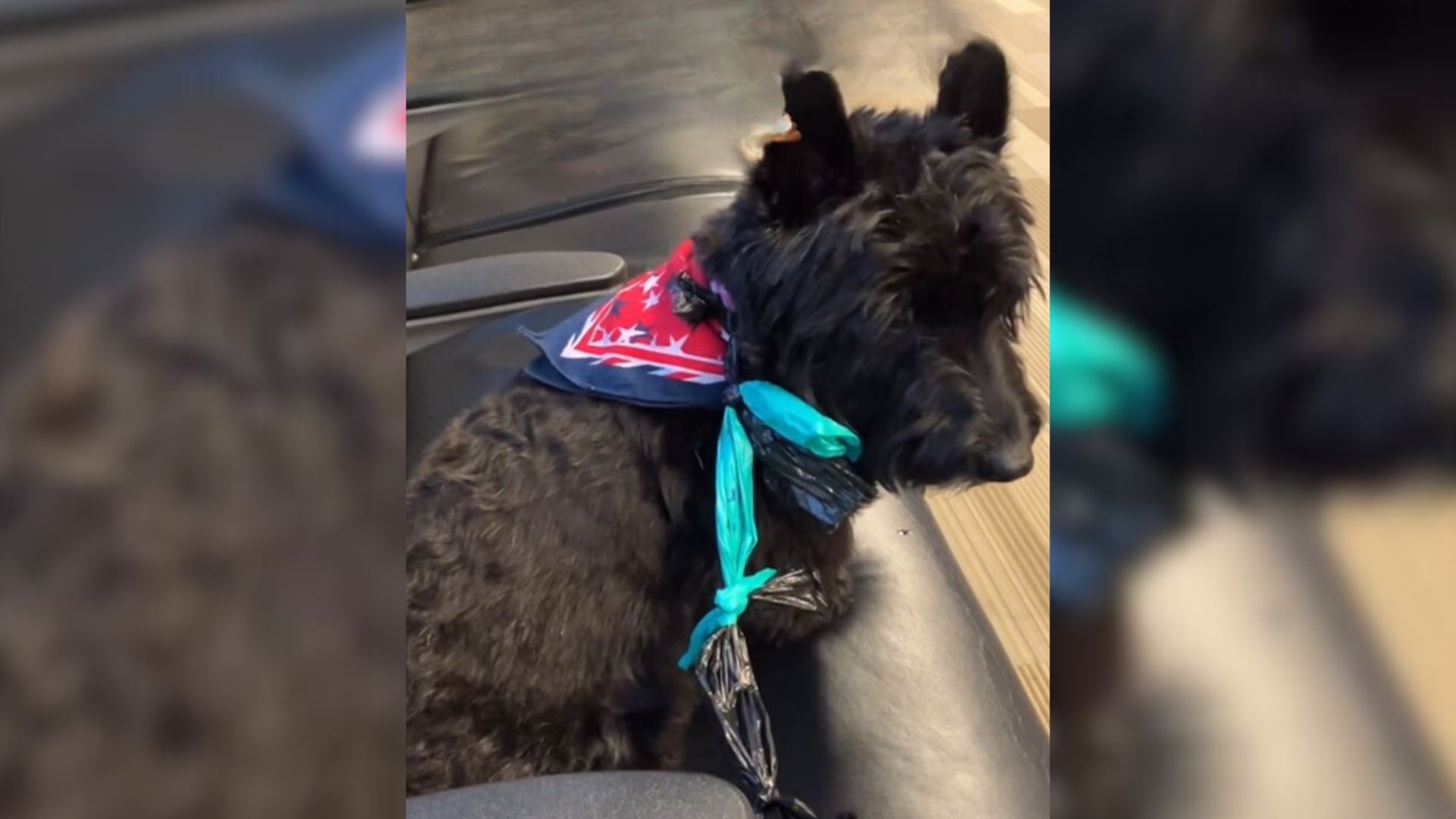 dog left on airport