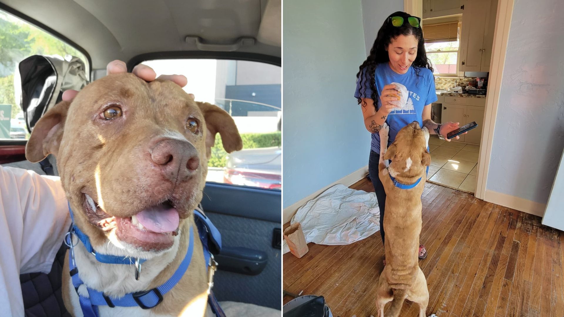 woman and newly adopted dog