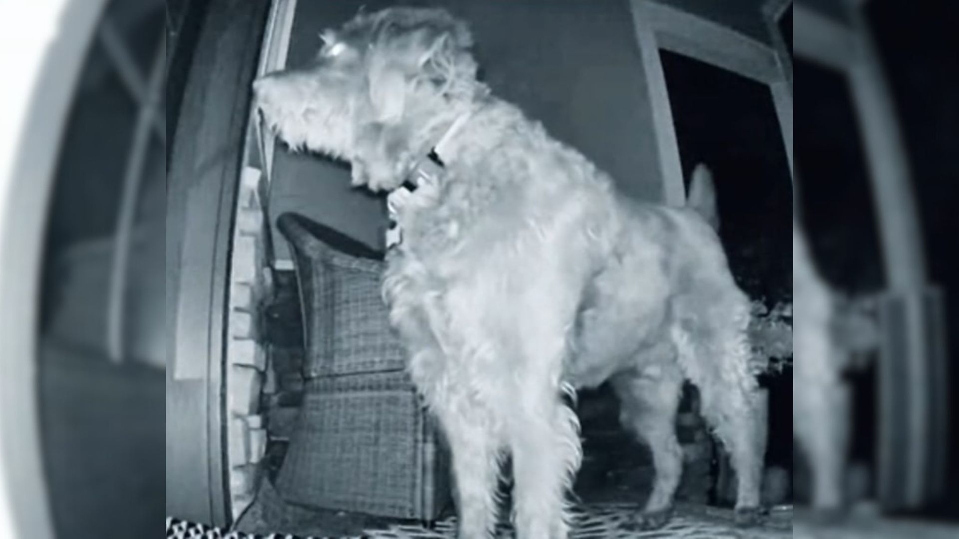 Dog Wakes Up Woman At 530 A.M.