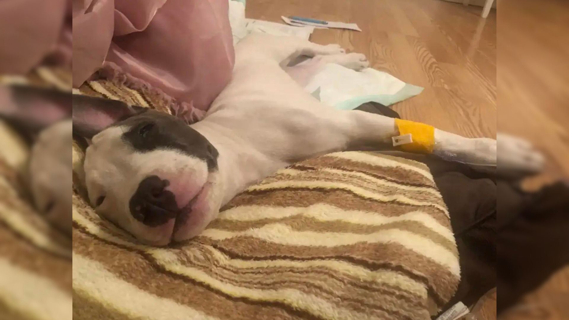 Dog Who Couldn’t Move Due To A Rare Condition Made Her First Heartwarming Steps 