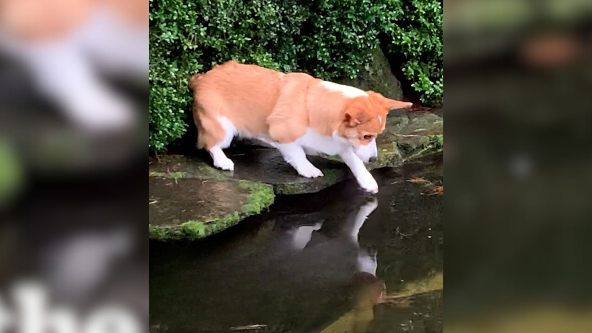 Dog Who Has The Cutest Obsession With Koi Fish Was Able To Hang Out With Them On Land Thanks To His Hoomans 