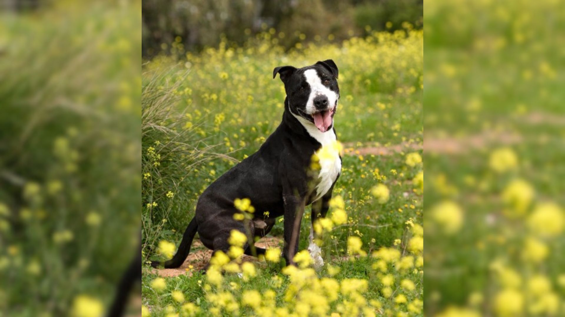 dog in a field of yellow flowers