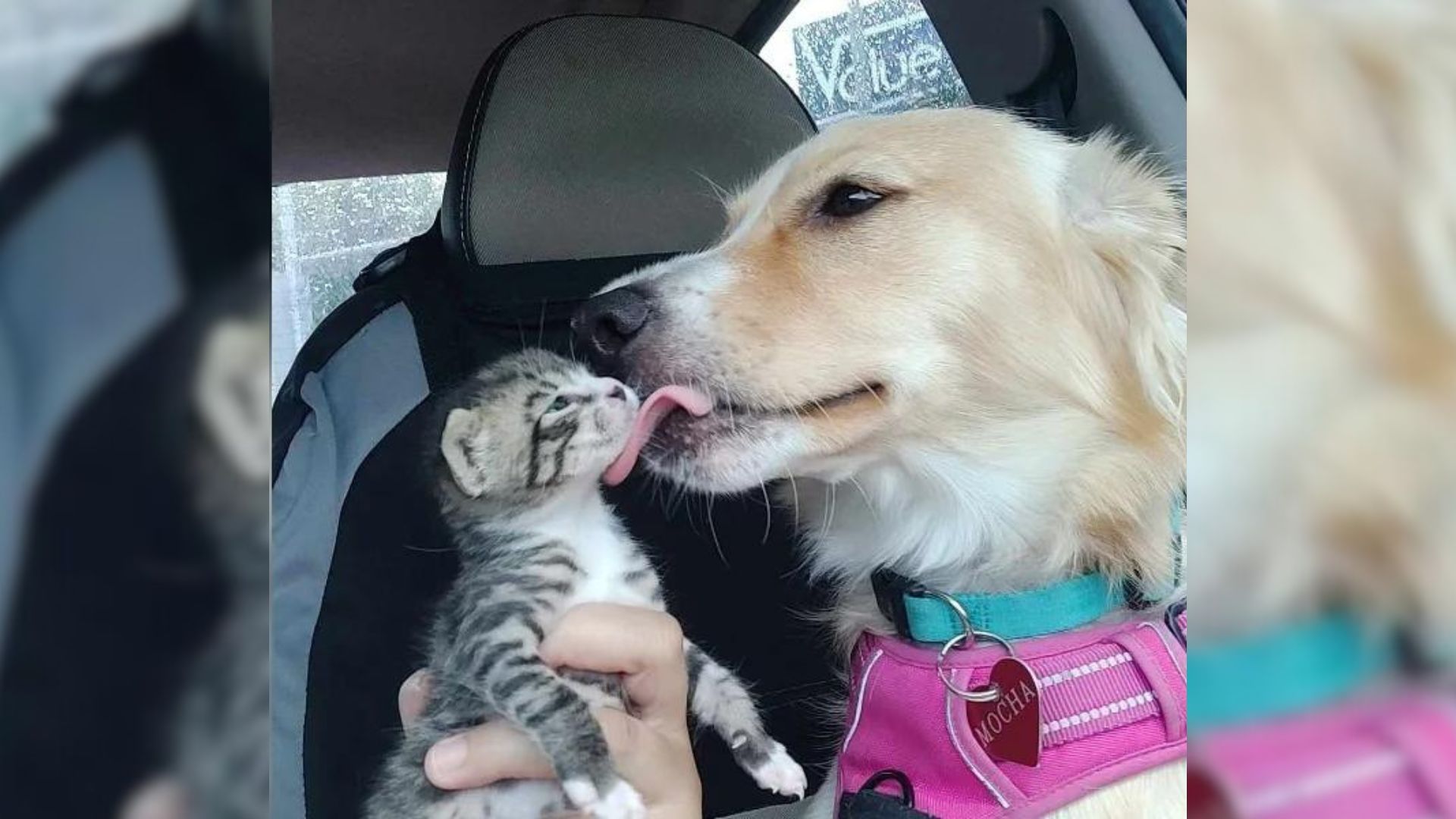 injured dog with kitten