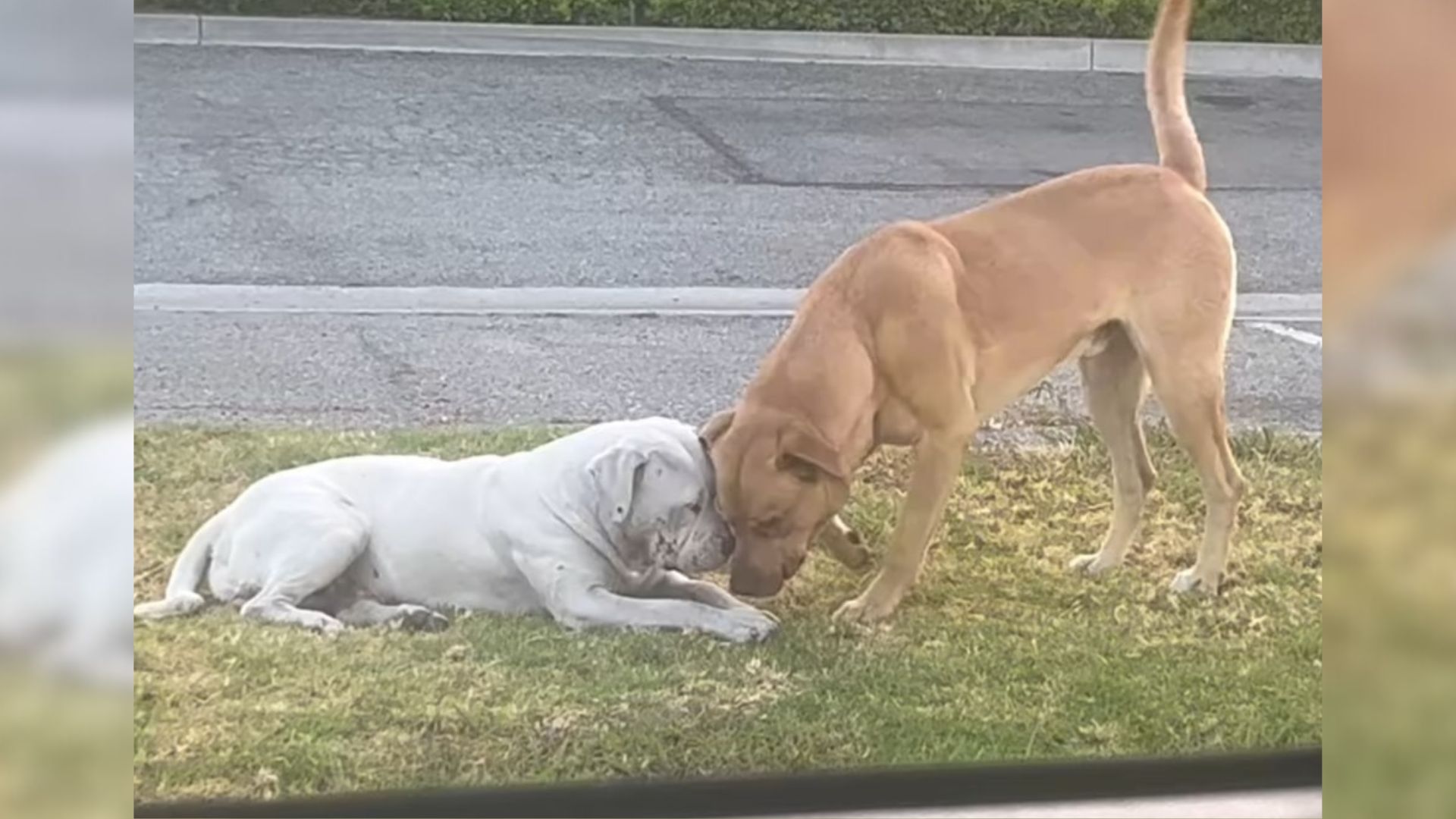 Dogs Left In Industrial Area Didn't Know Life Without Each Other