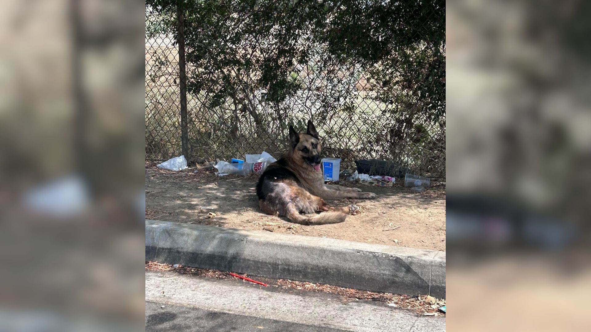 dog lying under a tree