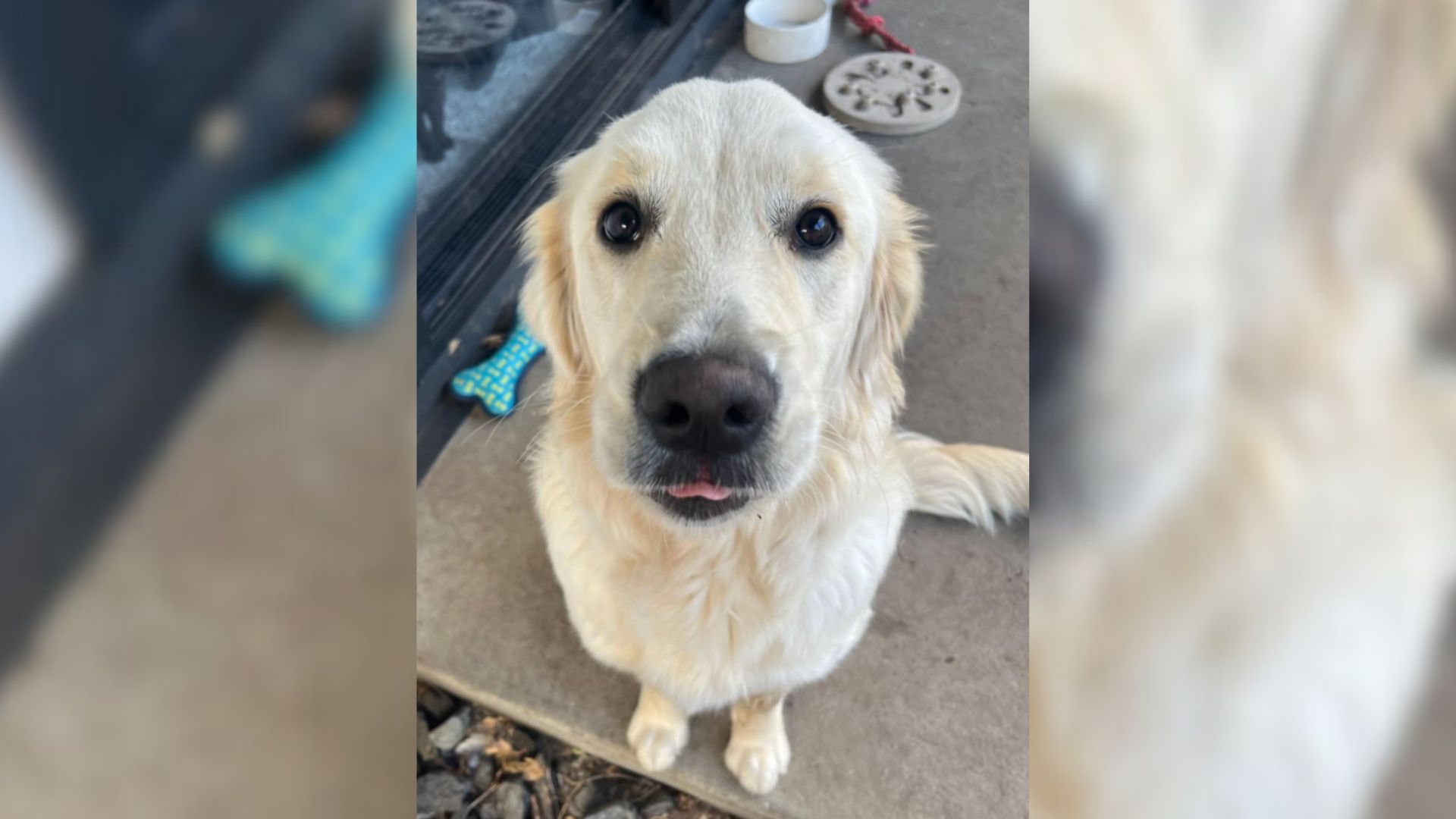 cute white dog