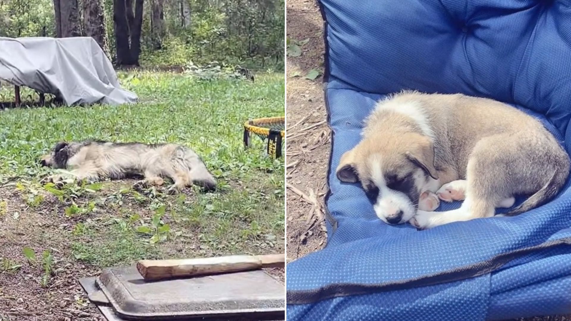 dogs on camping with family