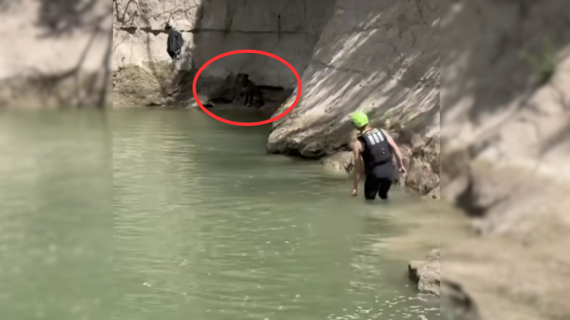 Golfers Noticed Something Furry Hiding In Nearby Creek And Immediately Called For Help