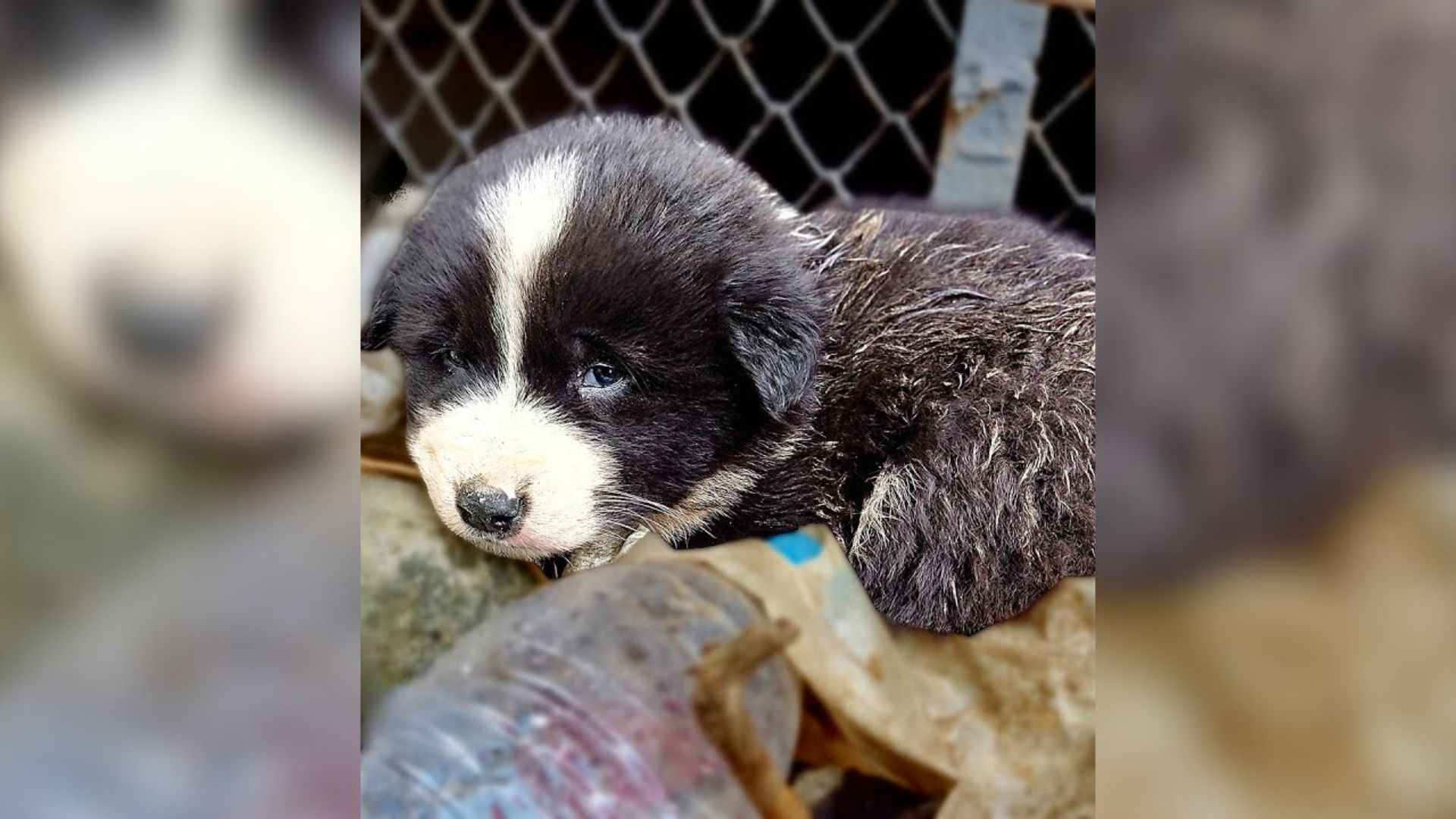 Dog Lying Motionless On Cold Street Never Lost Hope That Someone Would Give Him A Happy Life