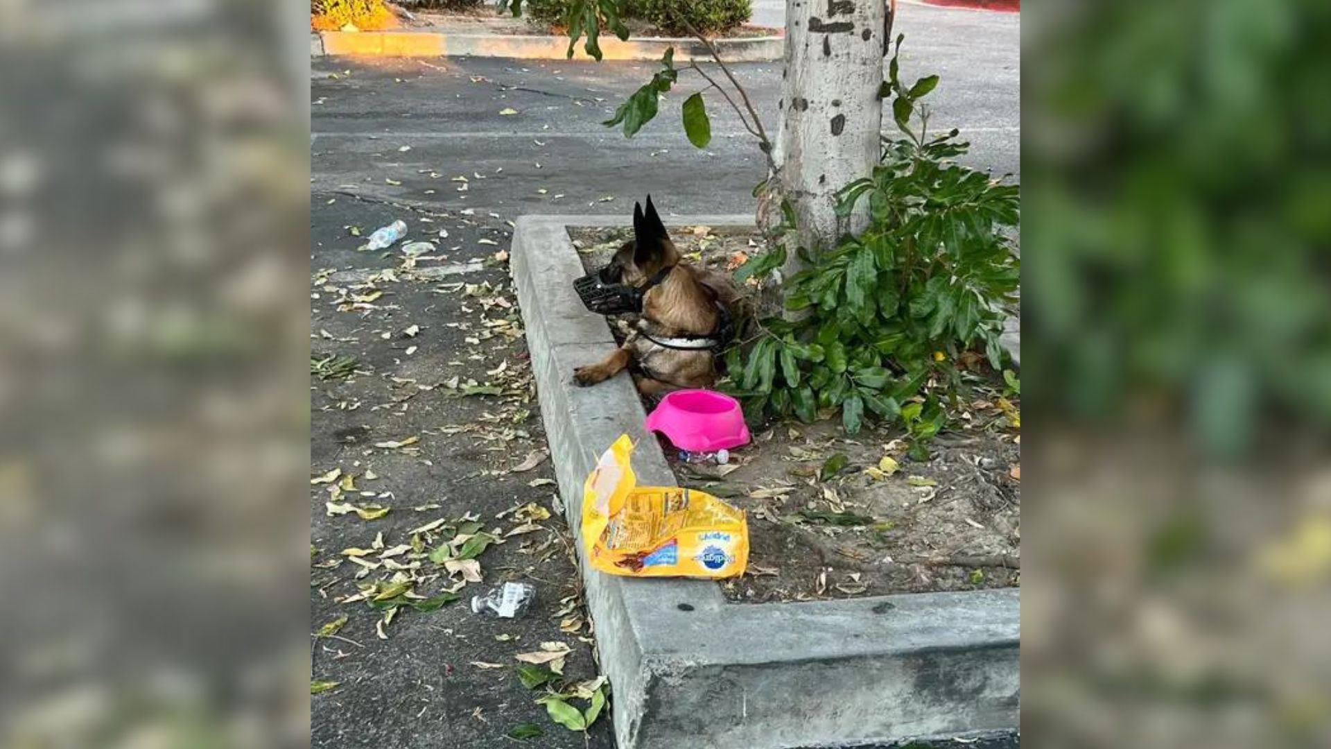 heartbroken pup abandoned with his belongings