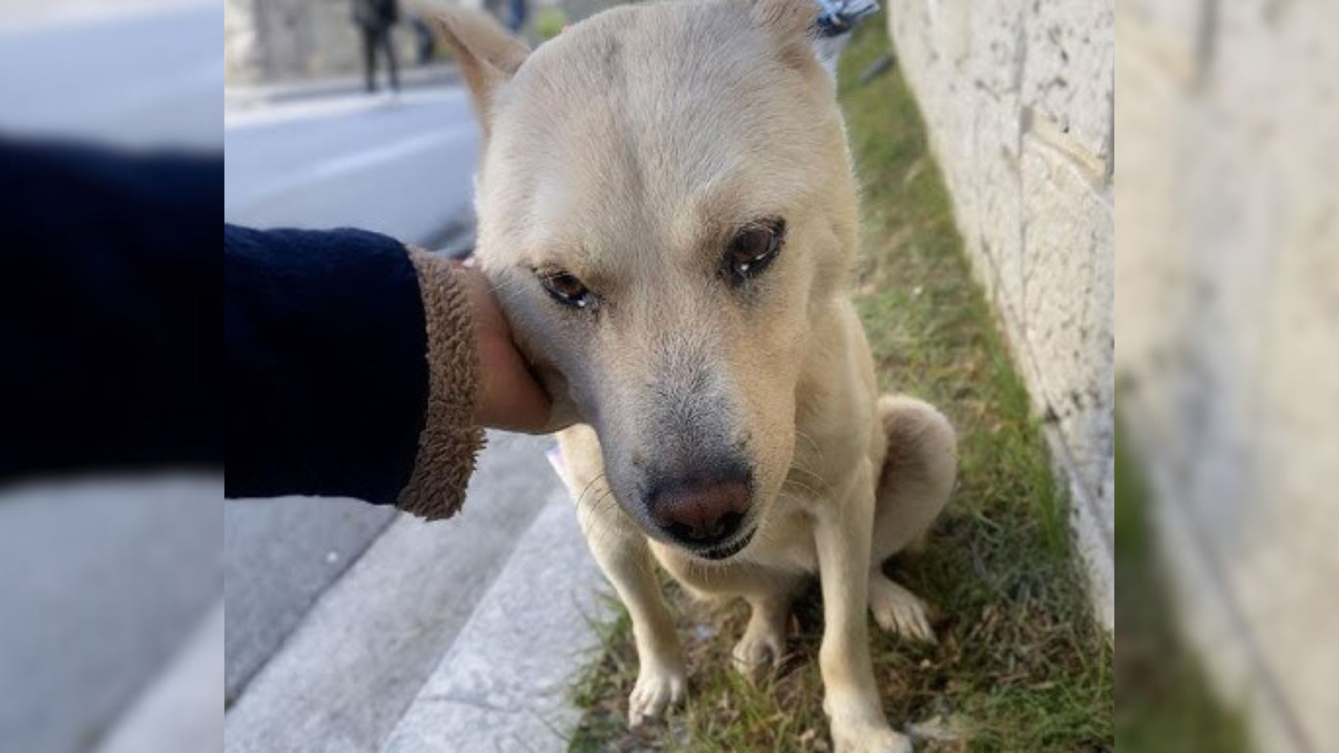 Dog Thrown Into The Streets Can’t Contain His Tears, Begging People For Help