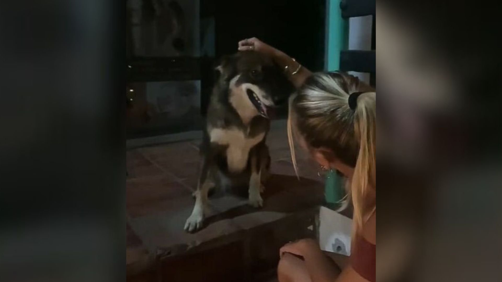 Injured Pup Would Not Stop Following This Woman Because She Was Desperate For Help