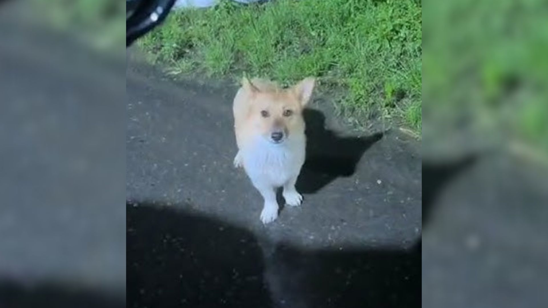 Little Abandoned Pup Who Was Trembling In The Rain Ran Toward A Stranger’s Car, Begging For Help