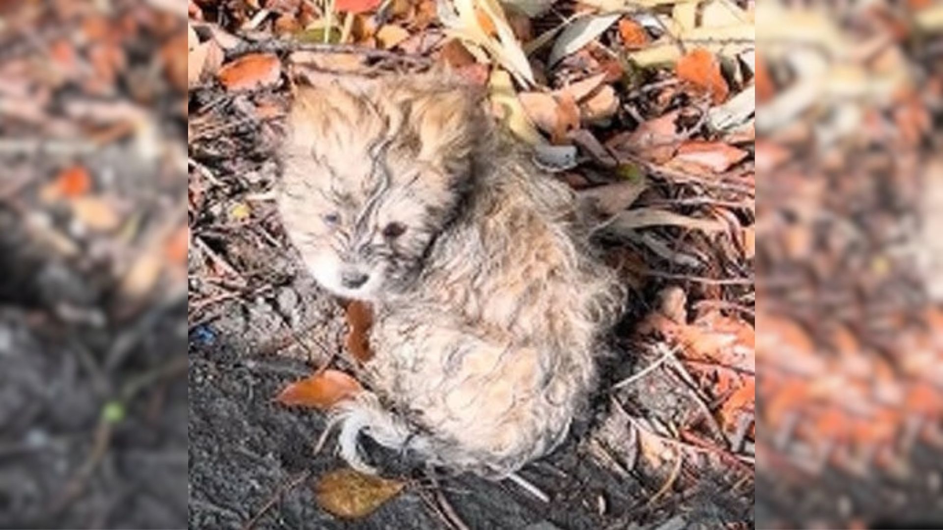 little puppy abandoned sitting on the road