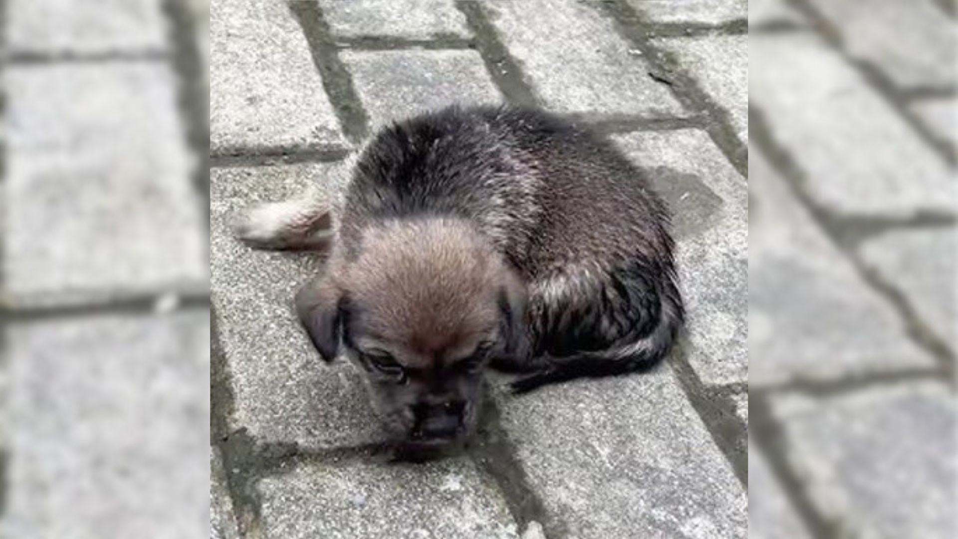 puppy left on road