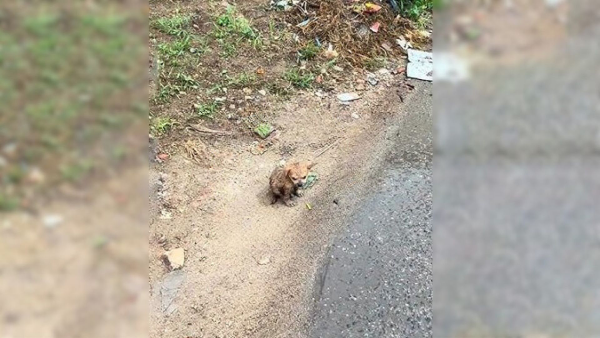 Man Rescues Puppy After A Storm, But What Happened Next Left Him With A Broken Heart 