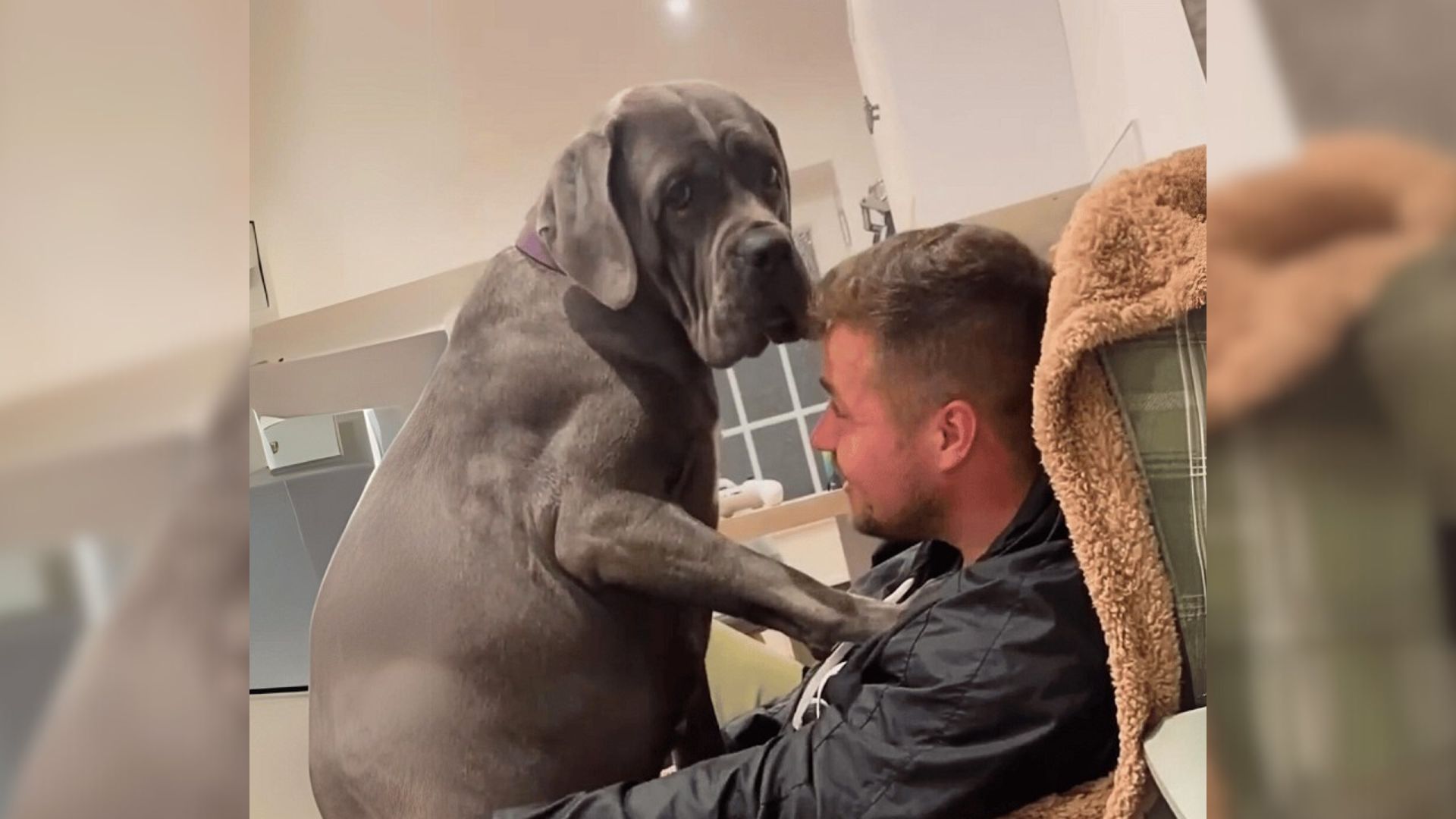 Massive Cane Corso Has The Tiniest Voice And Acts Like A Puppy