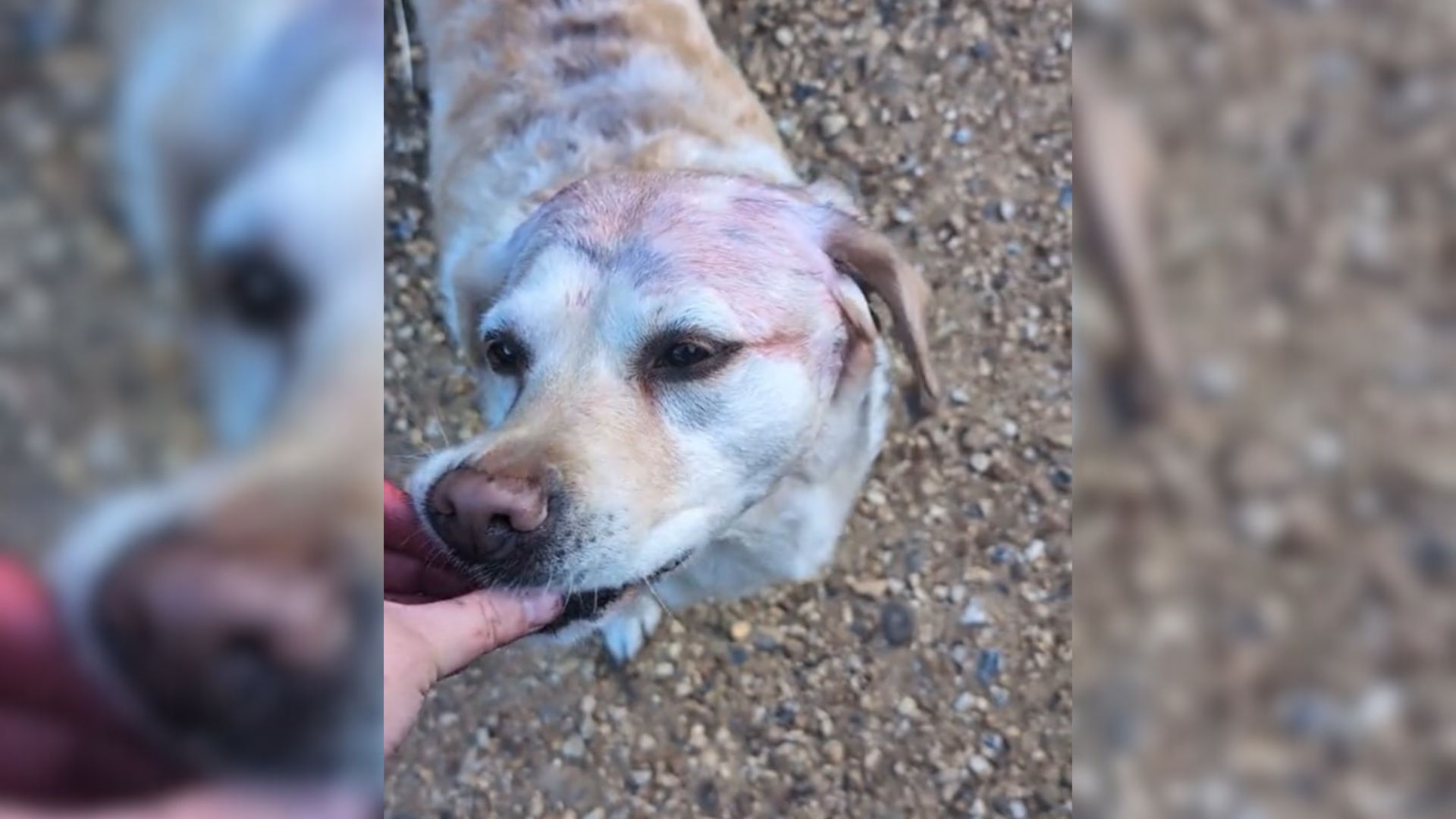 Mom Can’t Figure Out Why Her Dog’s Fur Turns Purple Until She Discovers The Real Reason