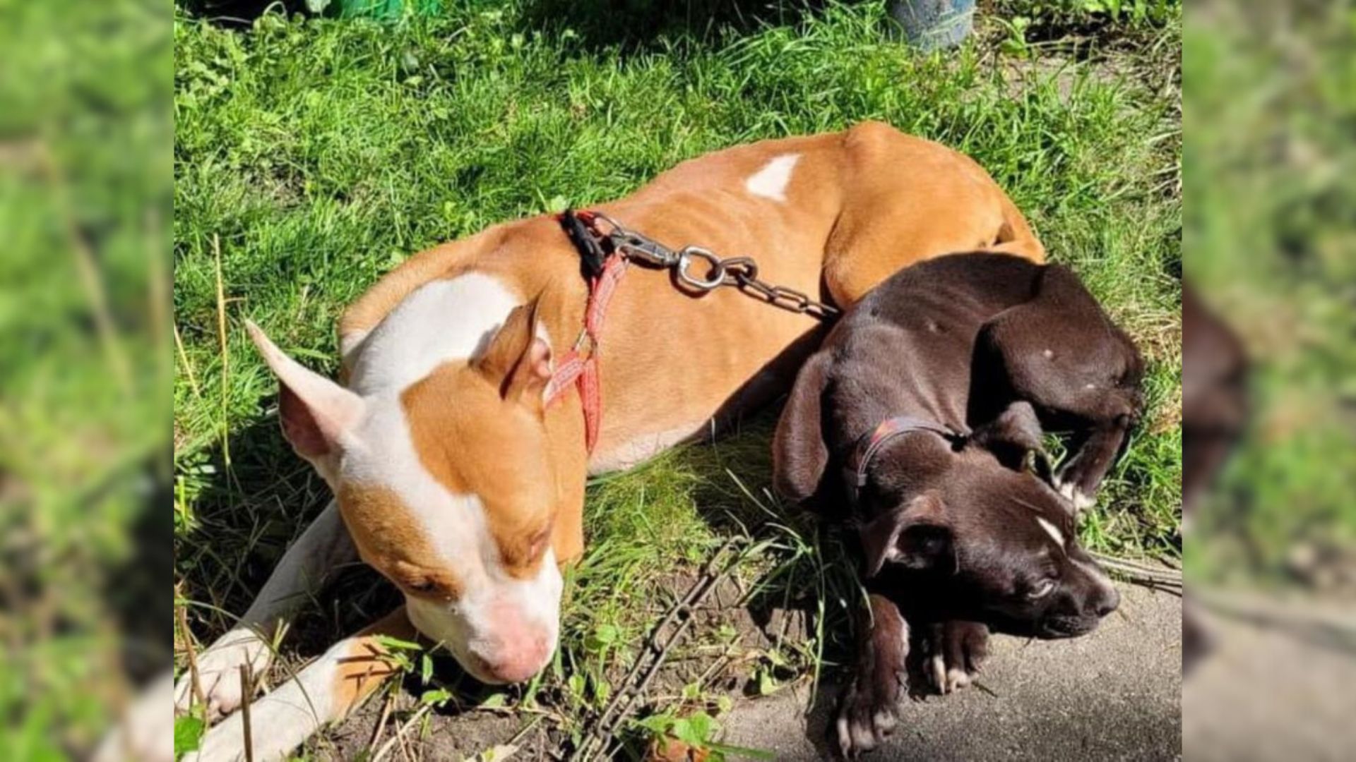 Mom Dog Fought Alone To Protect Her Son From The Cruelty Of The Streets Until Help Arrived