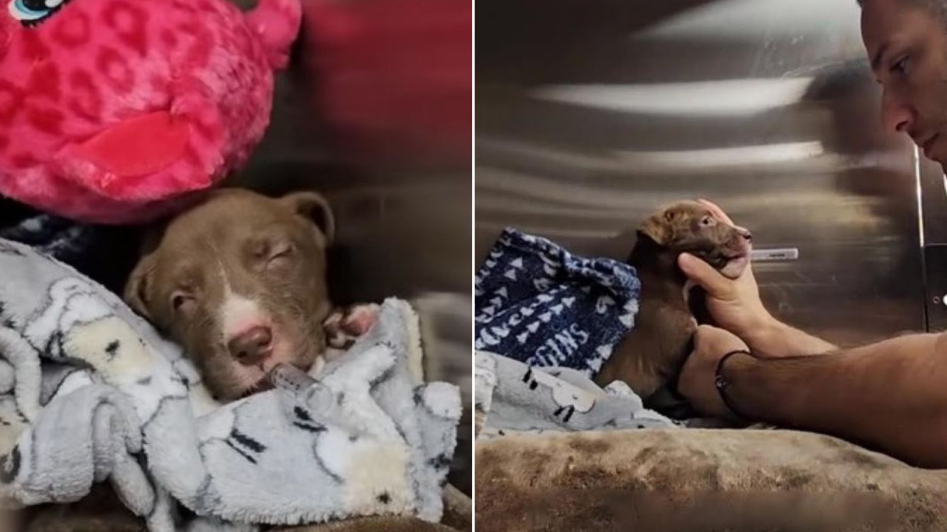 Rescuers Saved Puppy With A Serious Fracture And Immediately Rushed Her To A Clinic