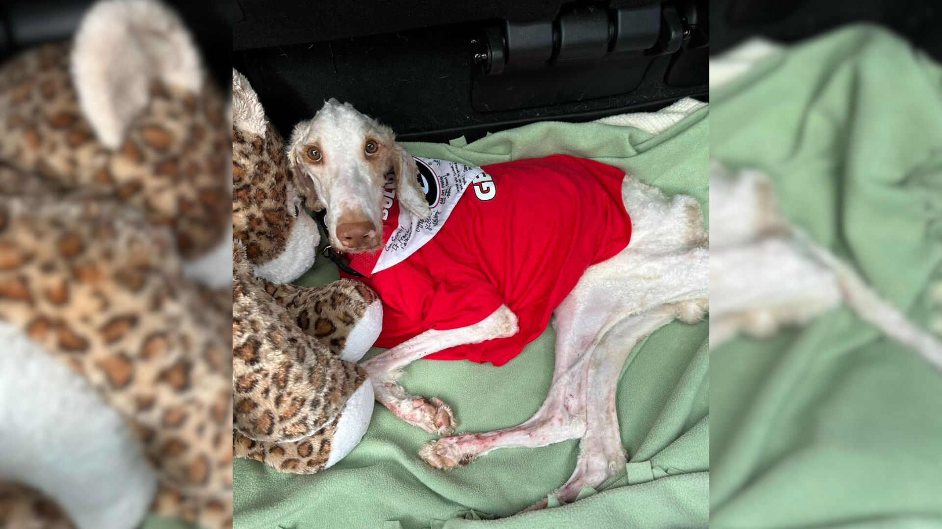 dog wearing a red shirt