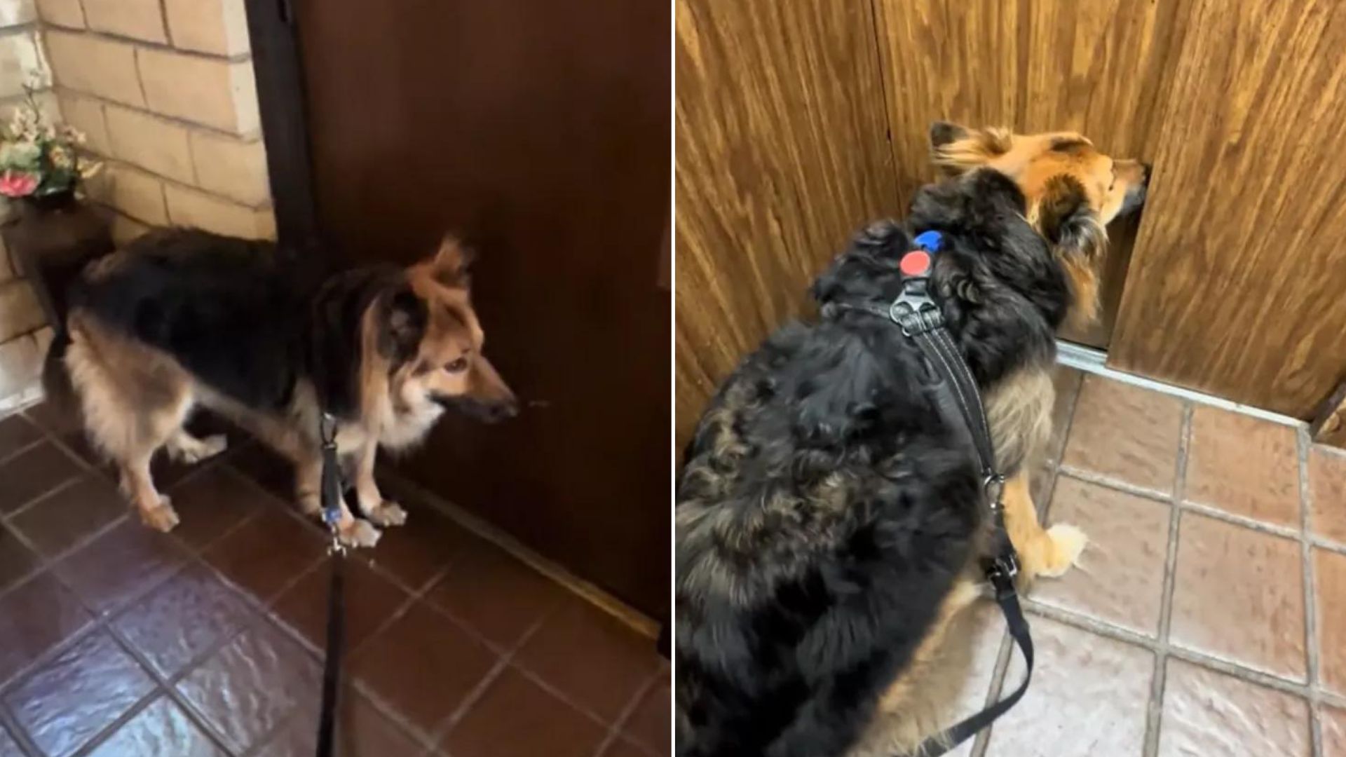 Owner Puts Dog's Sense Of Smell To The Test