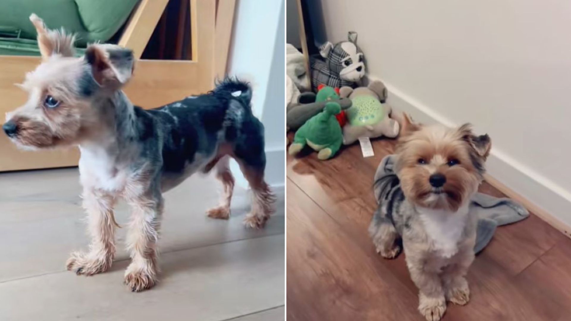 Owner Believed He Got The Wrong Dog From Groomer But Soon Realized What Was Happening