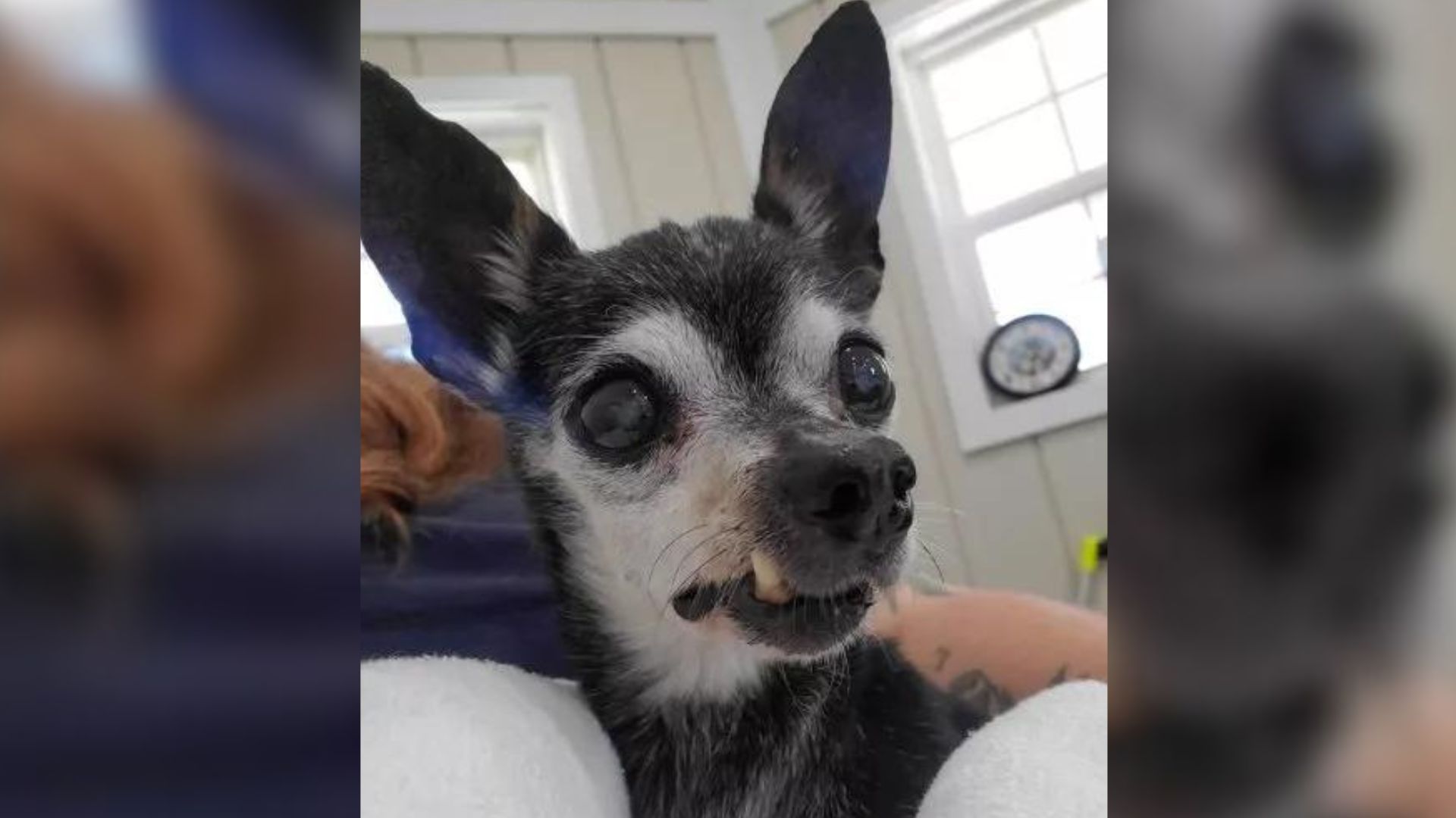 Owners Surrendered Their Adorable Senior Pup Because They  ‘Couldn’t Wait For Him To Pass Away’