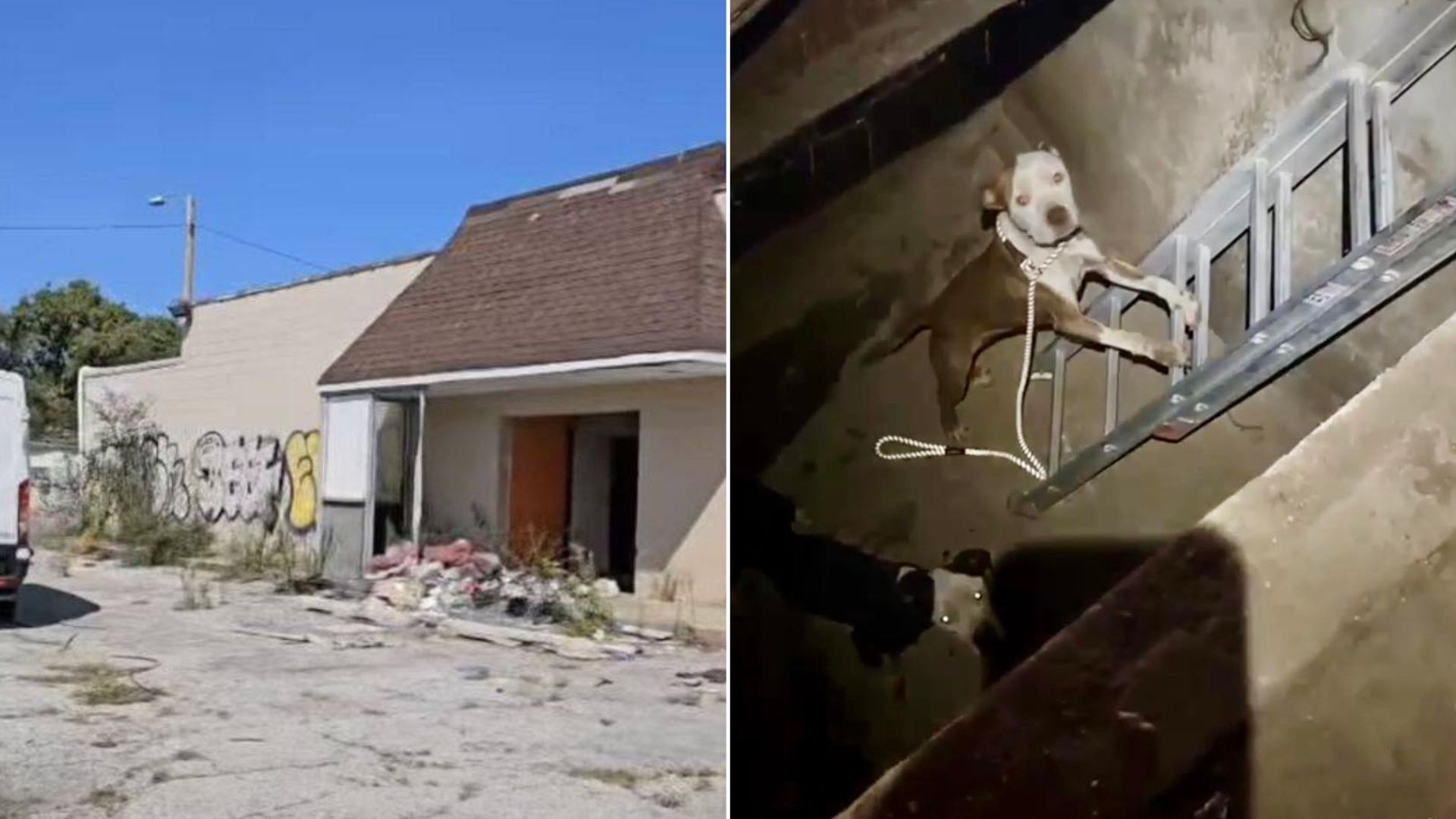 Passerby Hears Loud Cries Coming From Decayed Laundromat And Discovers A Shocking Scene