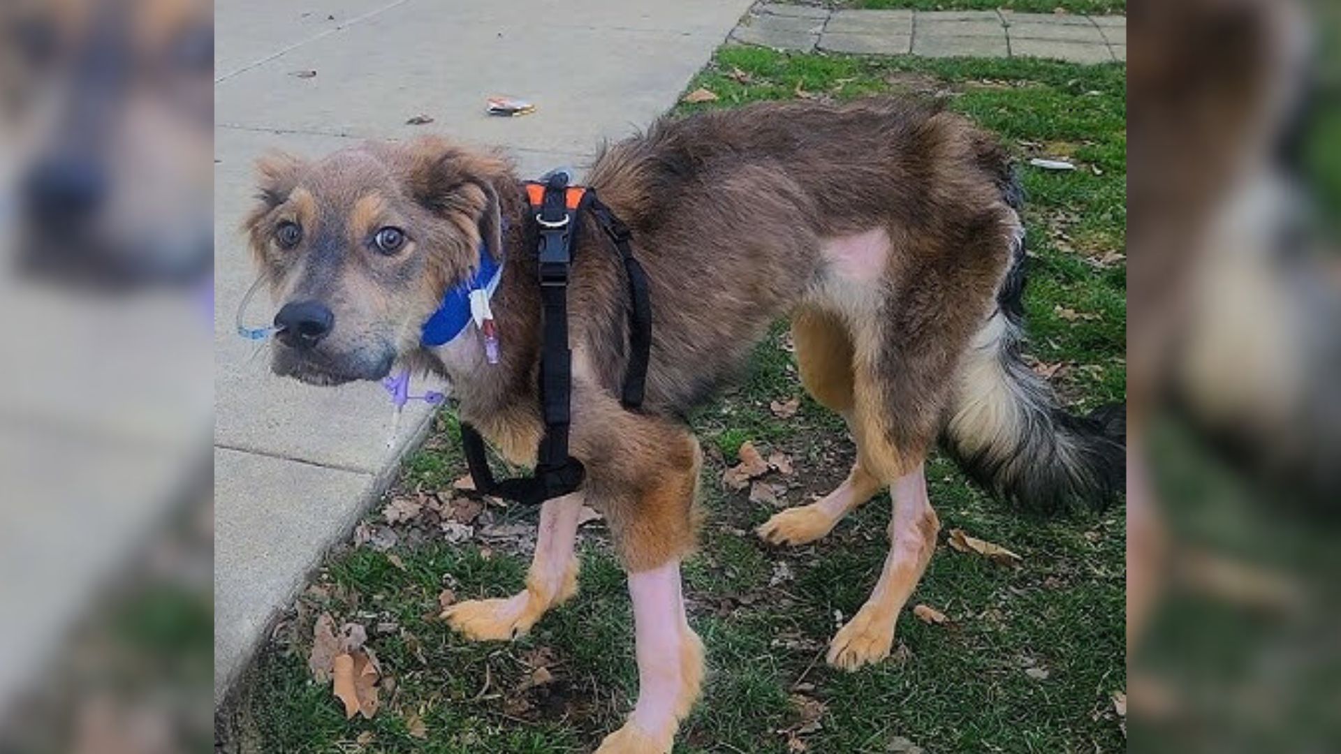 Passerby Spots Helpless 19-Pound Dog