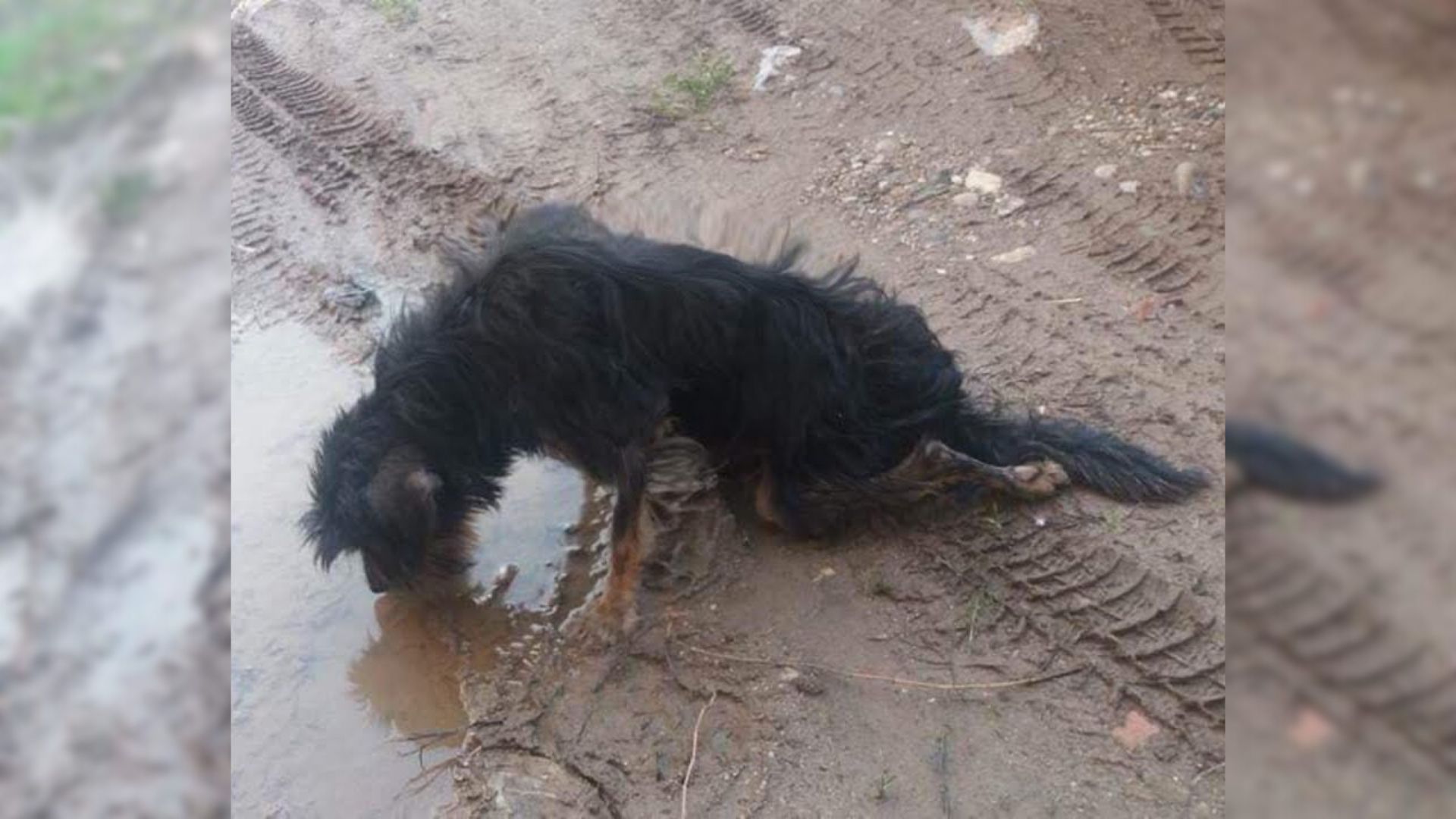 injured dog in mud