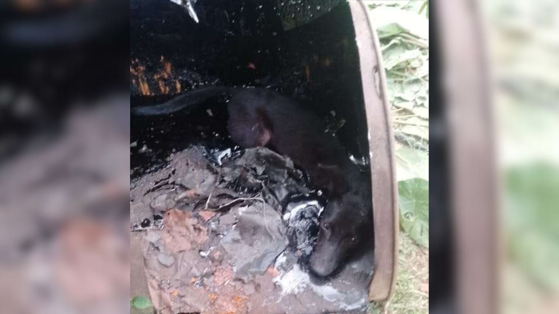 These People Saw Something Moving In A Barrel Of Tar And Were Shocked By A Realization