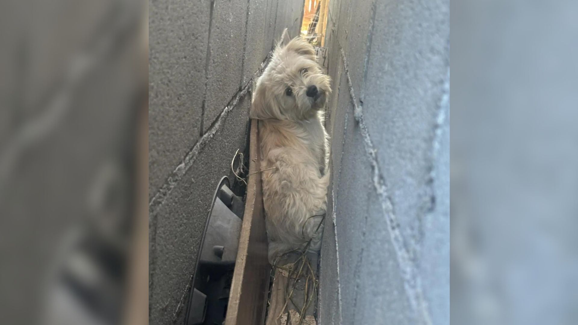 People Were Surprised To Discover A Fluffy White Creature Living In A Narrow Crevice