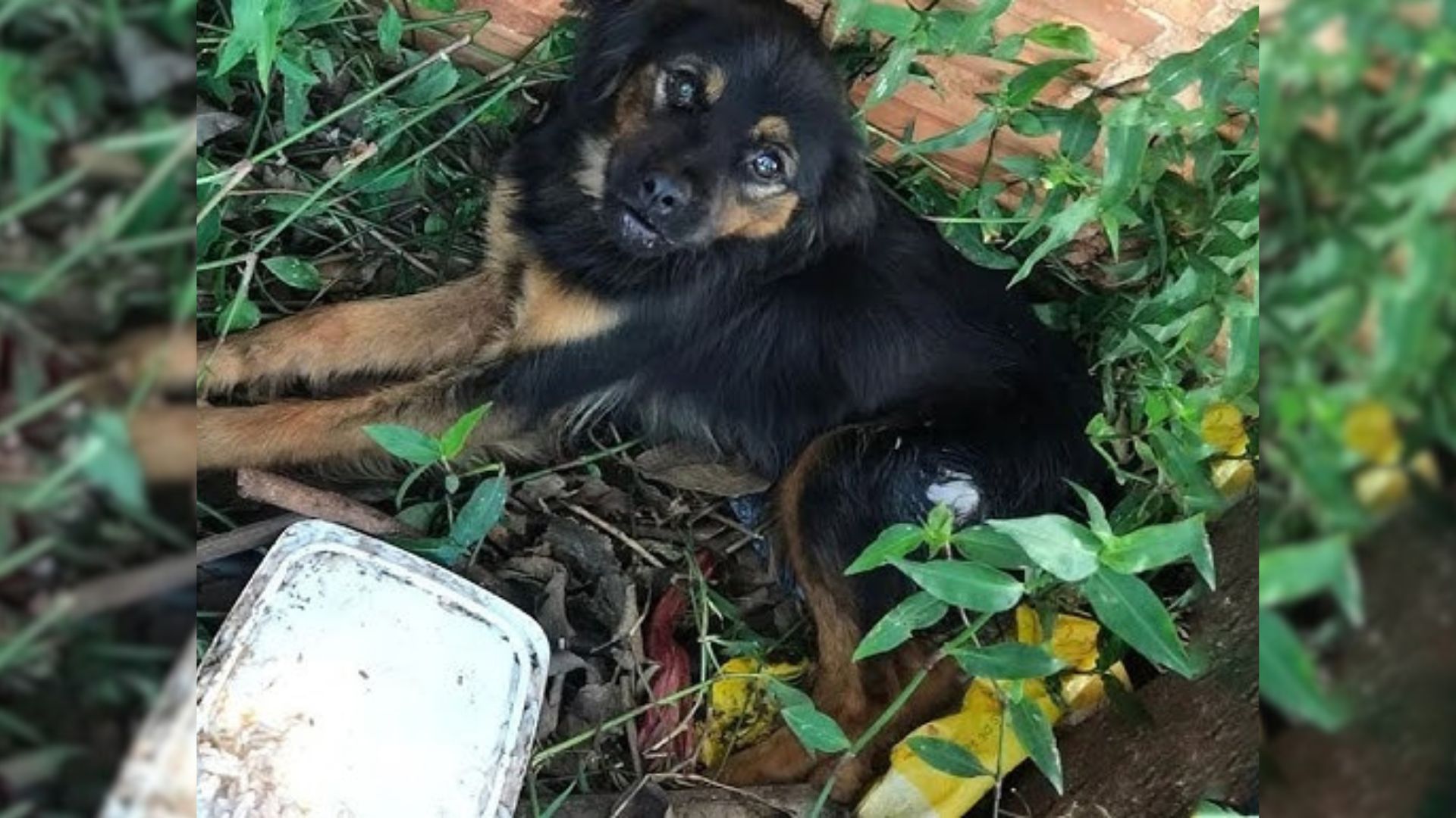 scared black puppy