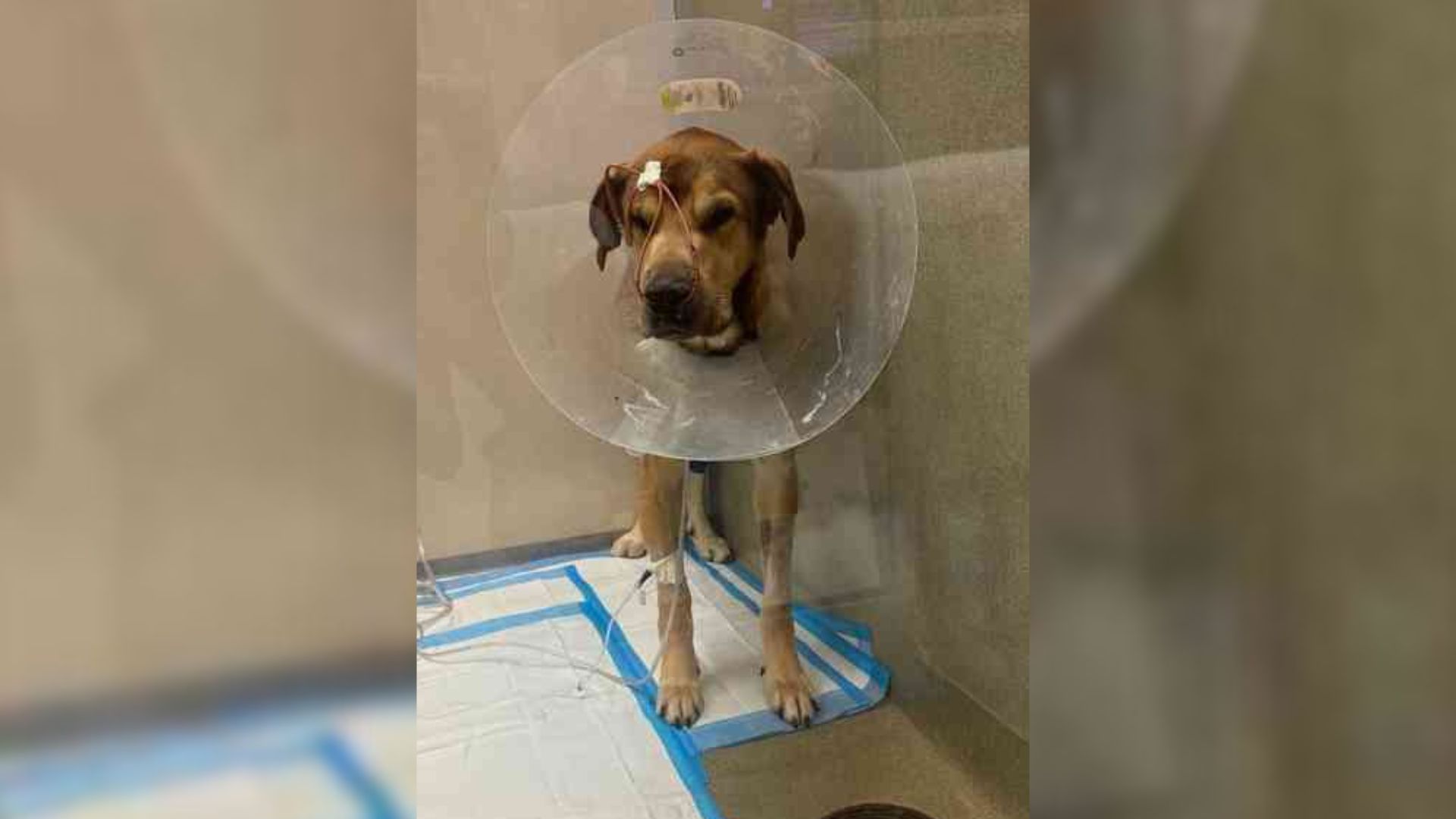 Pup Who Lived On Streets Of Texas Rejoices When A Kind Person Comes To Help Him