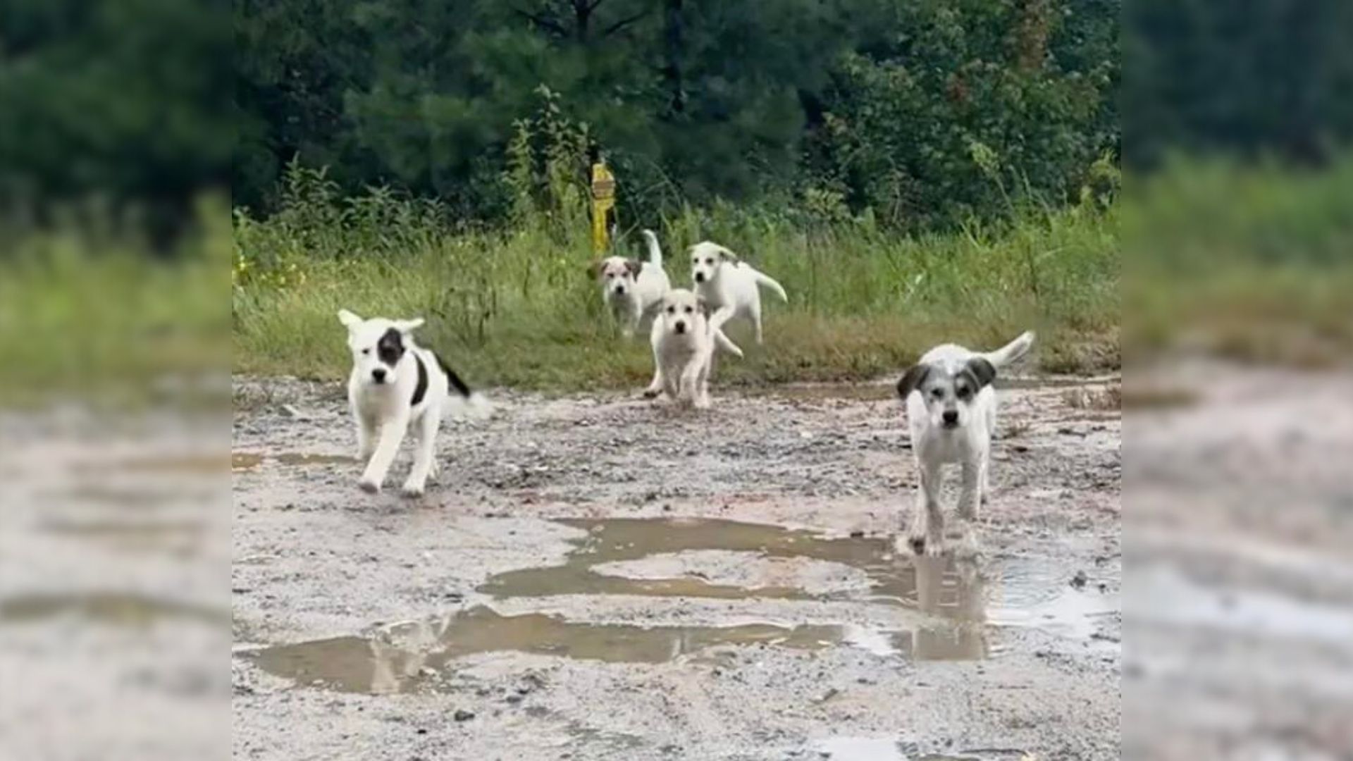 abandoned puppies