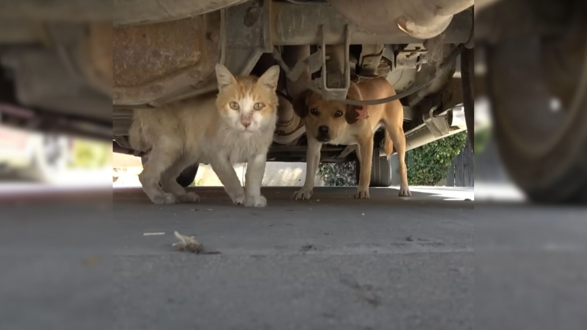 puppy and cat under a car