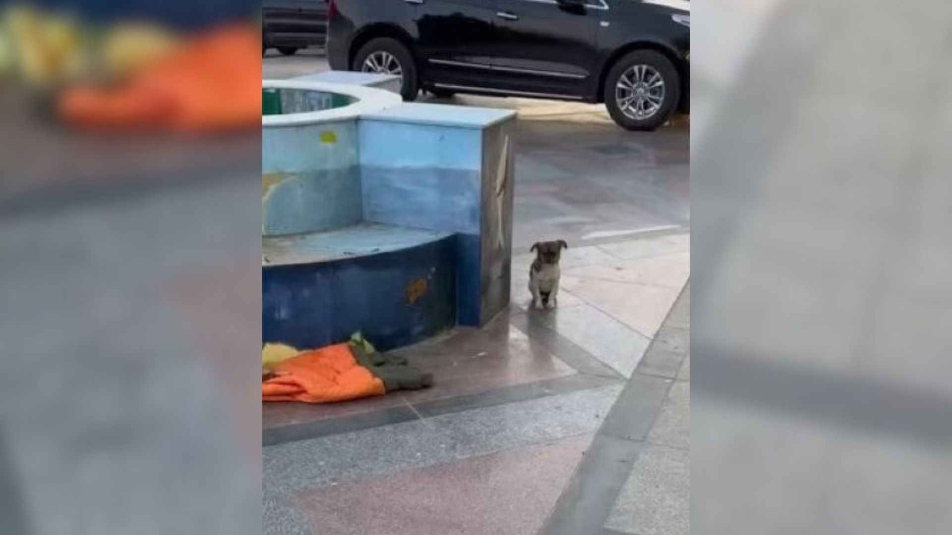 puppy abandoned on the street