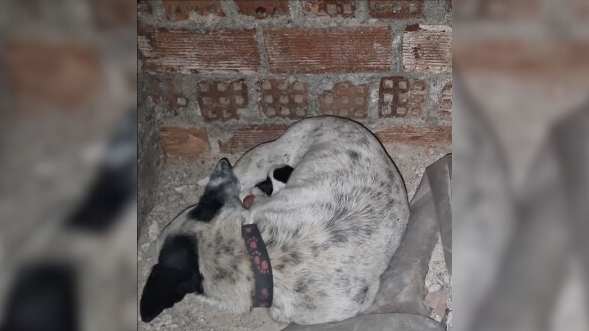 Rescuer Was Shocked To Find This Abandoned Mama Dog Who Gave Birth In A Filthy Basement