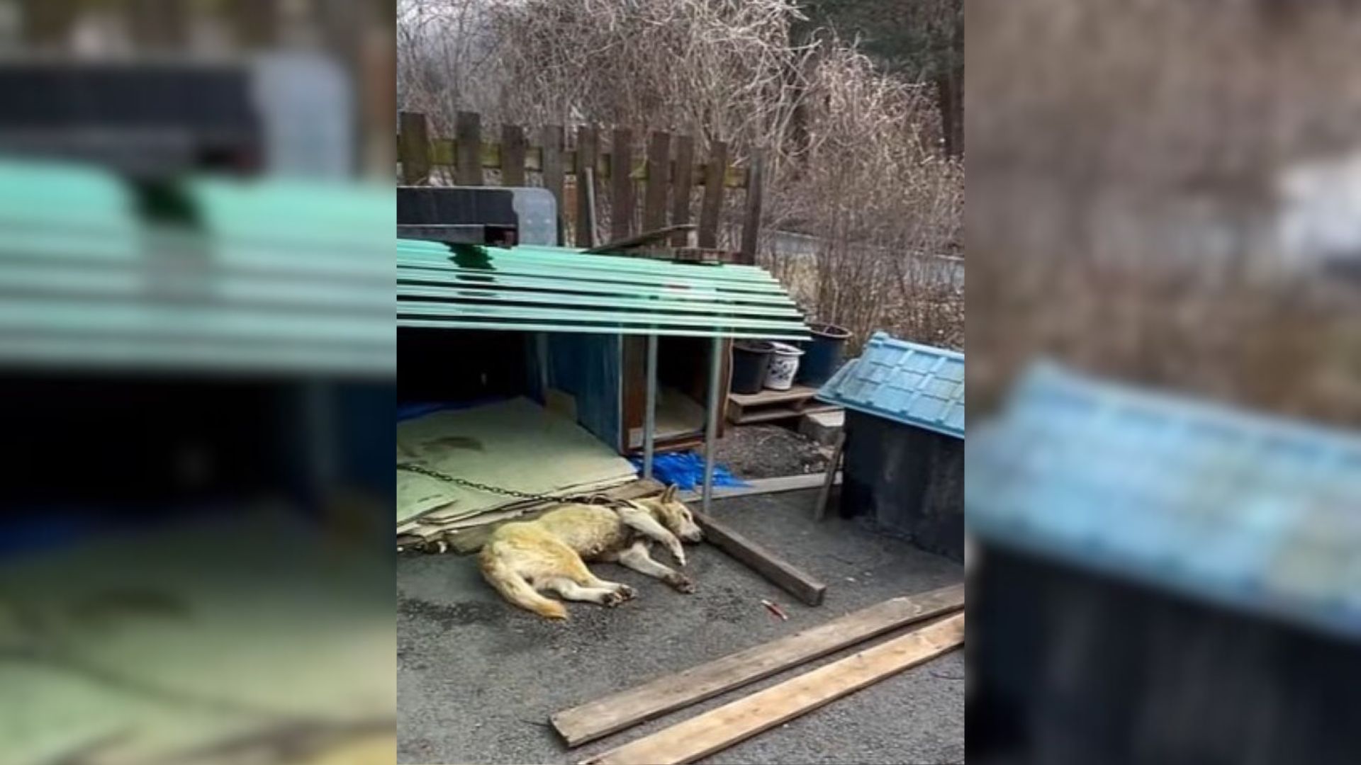 Rescuer Was Shocked To Learn That This Pup Spent 3 Years Chained To His House In Horrible Conditions