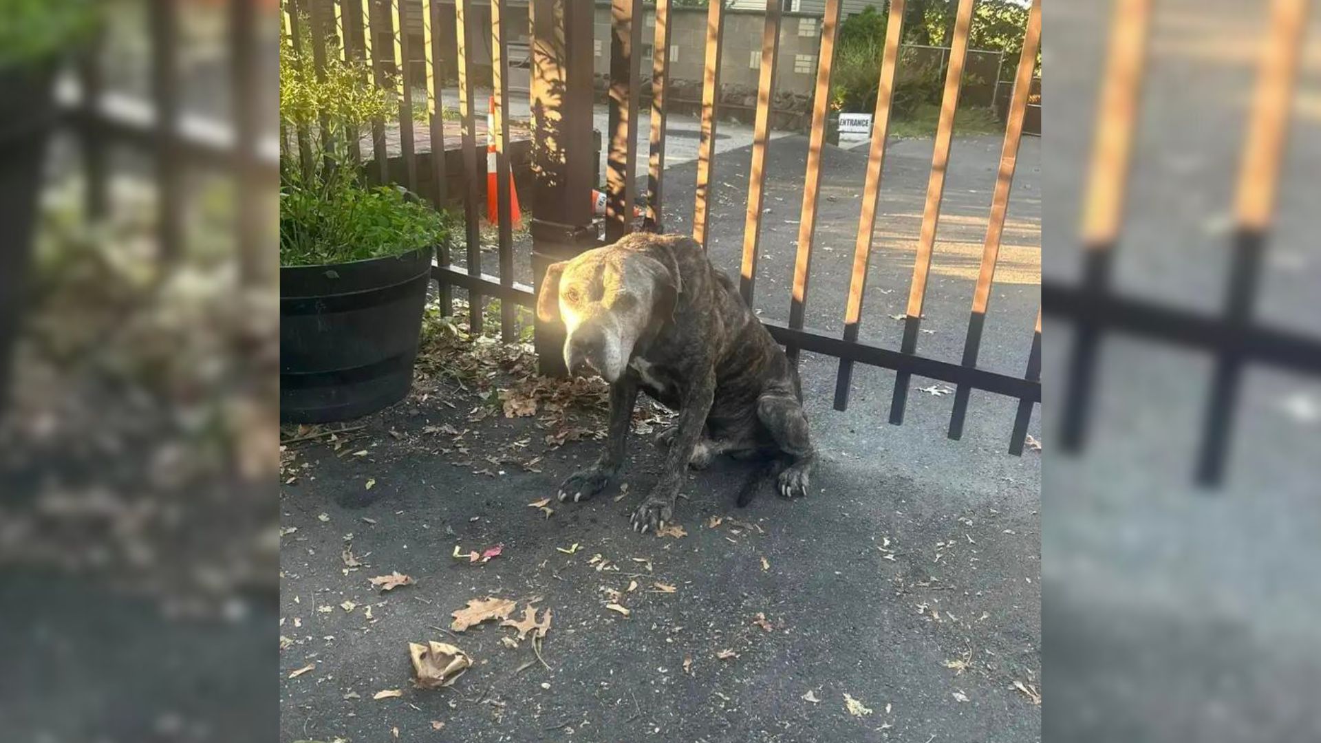 senior pups tethered to a fence