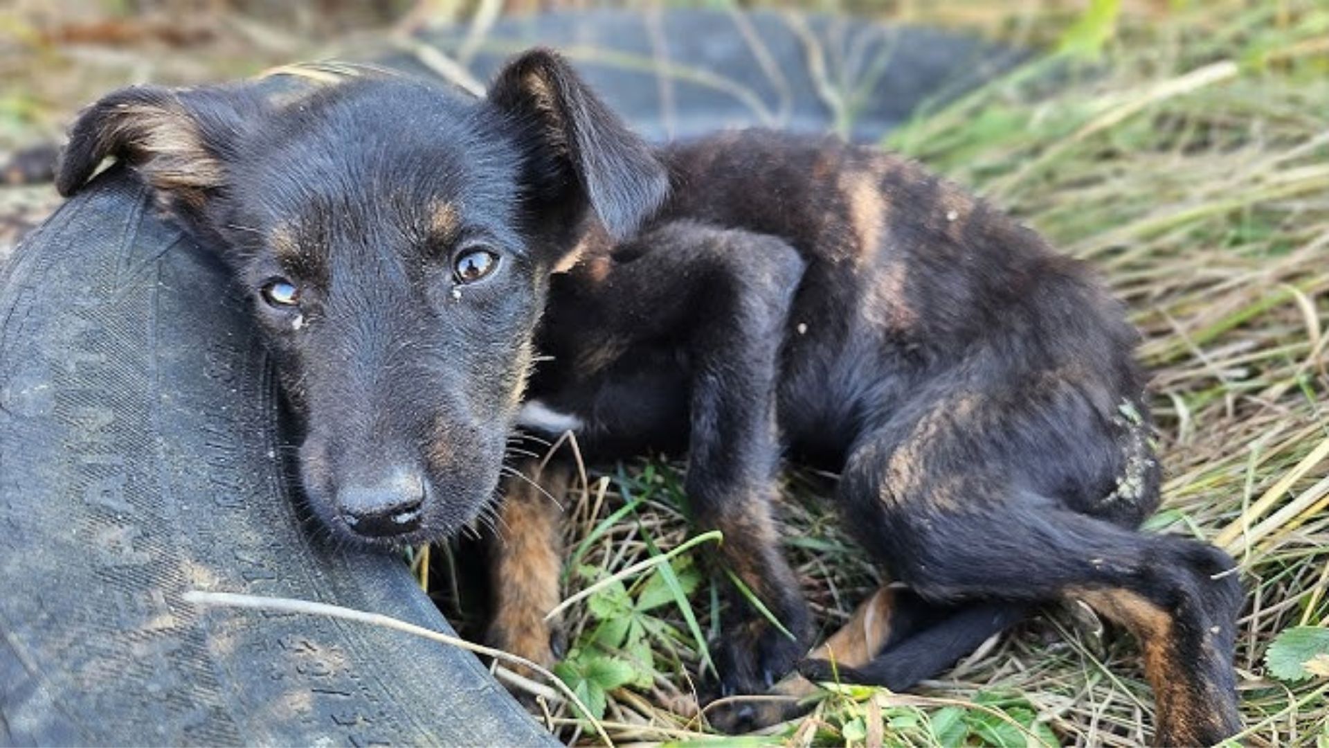 Rescuers Received A Call About A Sick Puppy In The Middle Of Nowhere And Rushed To His Aid